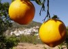Comprar naranjas valencianas desde tu casa